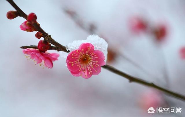 梅花象征着什么意义:梅花的种类、花语、象征意义分别是什么？