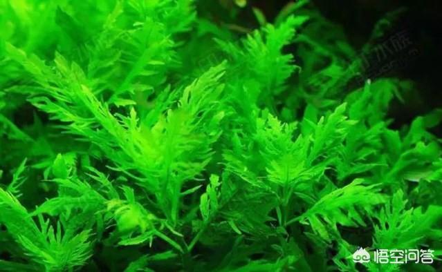 水草造景:孔雀鱼适合什么样的造景，石景、水草还是空气水缸？