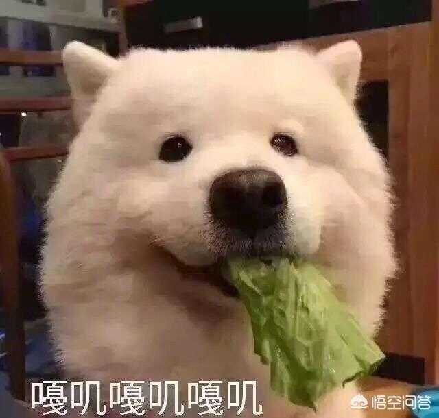 我和寻回犬的10个约定:怎么回报狗狗的无条件信任？