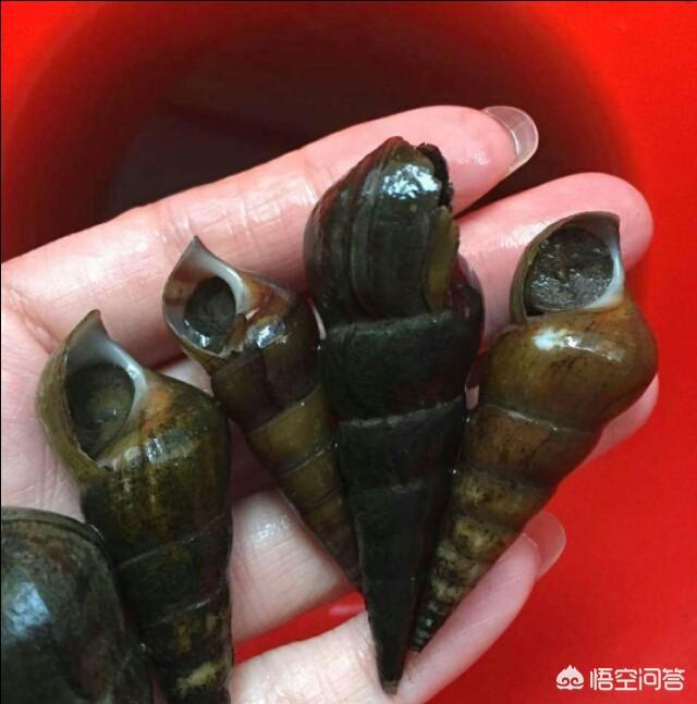 在农村可以养殖山坑螺吗？怎样养殖以及有那些防治措施？