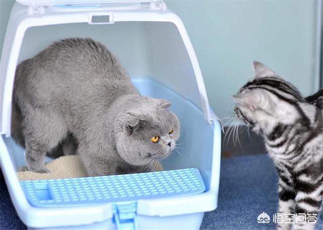 猫咪尿频尿血到处尿:猫咪尿频需要多运动吗？猫咪尿频要做什么？