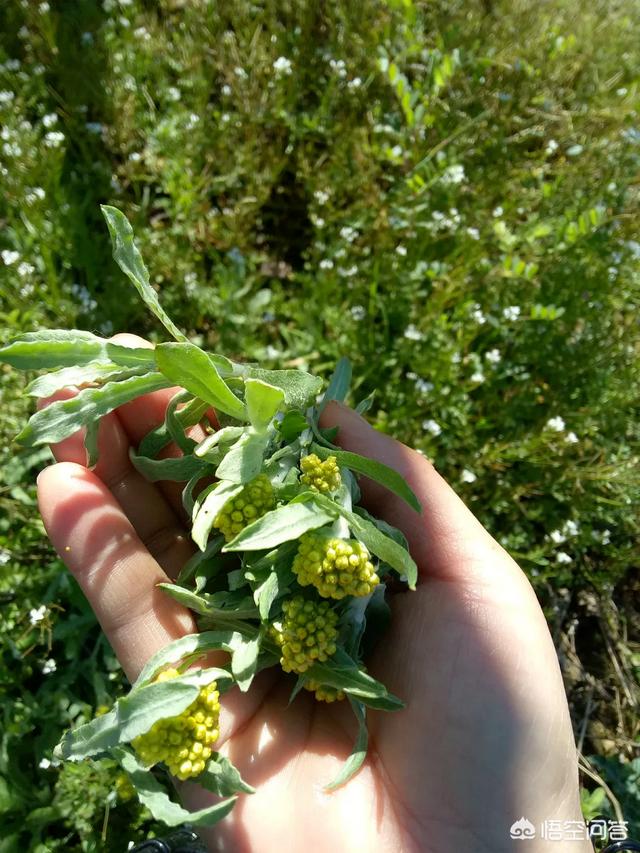 过年期间,有哪些野菜可以吃？