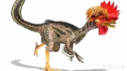 动物演化之谜，鸡真的是由霸王龙进化而来的吗