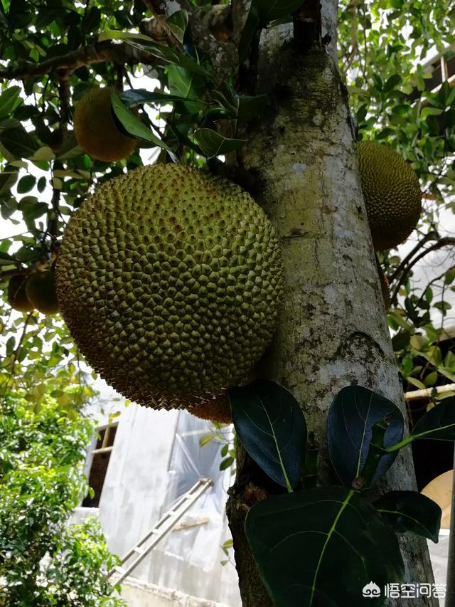 树菠萝为何不结果实？