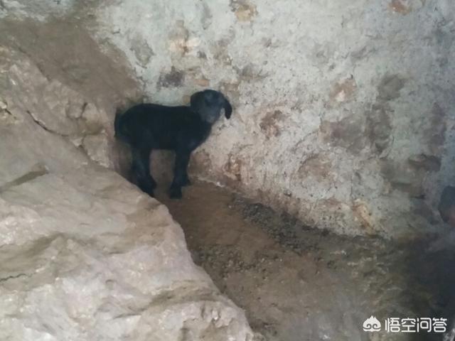 狗獾养殖前景:未来两年，肉羊养殖前景怎么样？