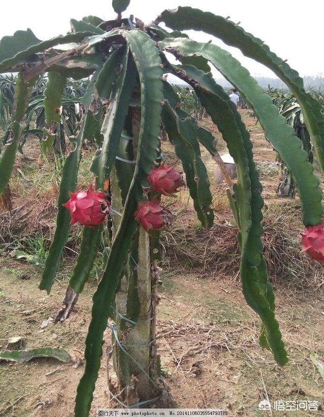 火龙果种植方法(火龙果种植方法和后期养护)