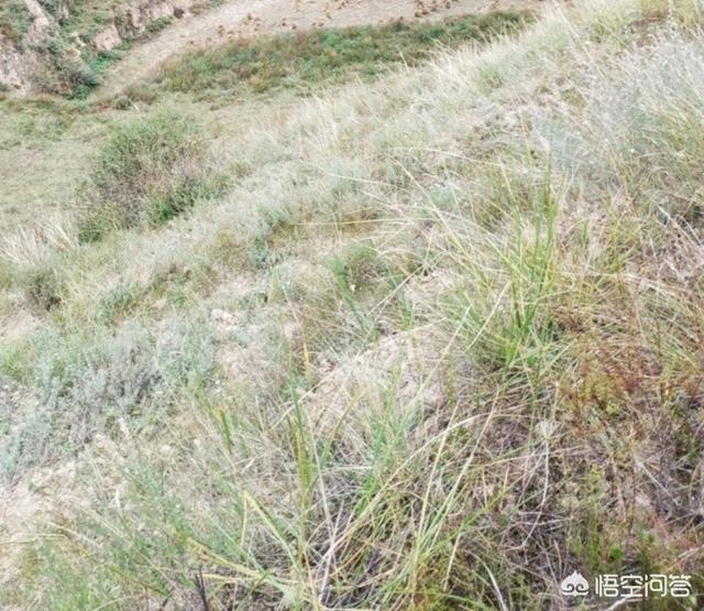 养兔子怎么样？只喂草利润大吗？
