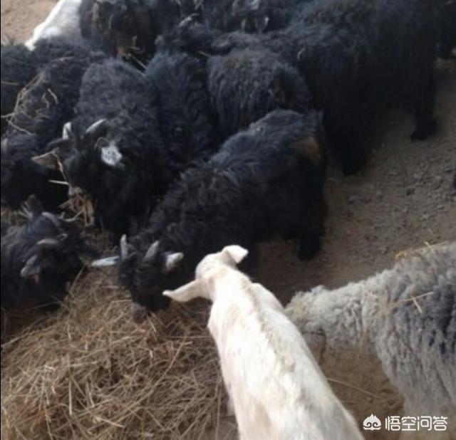 绵羊养殖:是养殖山羊效益好，还是养殖绵羊收益高？