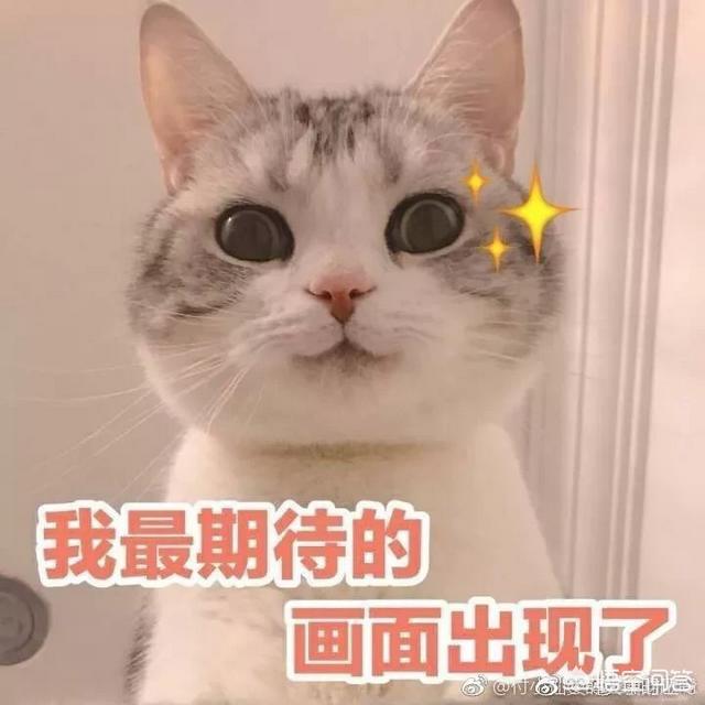 柯南 踩到猫了:不小心把猫咪的尾巴踩了，猫咪会怎么想？
