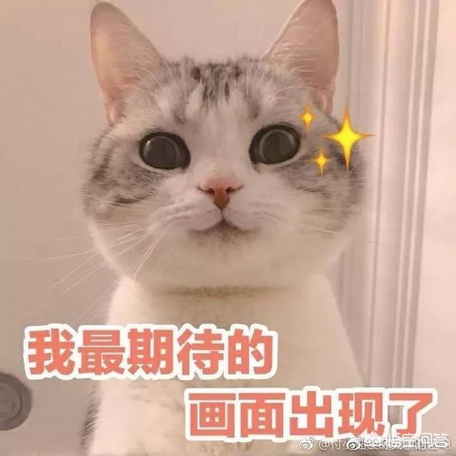 猫咪记仇都会怎么报复，不小心把猫咪的尾巴踩了，猫咪会怎么想