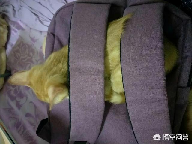 星际养猫指南百度贴吧:养猫一定什么都要给他最贵最好的吗？