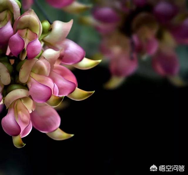 东莞 禾雀花:禾雀花适合栽种在家中院子里吗？