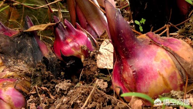 蕉芋粉的功效与作用，农村田地里种的芭蕉芋除了喂猪，还能有什么用途？