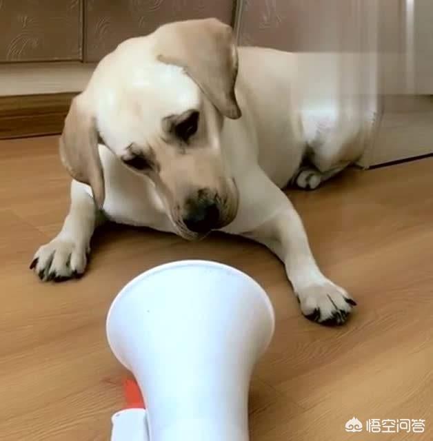捡到一只流浪狗说说:刚捡来的流浪狗狗如何处理？