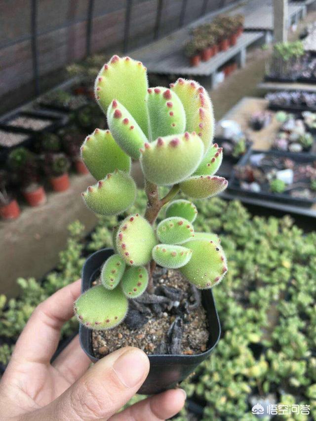 多肉熊童子好养不:多肉里熊童子是不是相对喜水的，应该怎样养护呢？