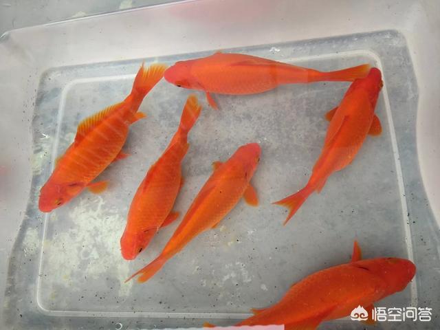 024观赏鱼自由交易车安全:养的金鱼很容易死是怎么回事？