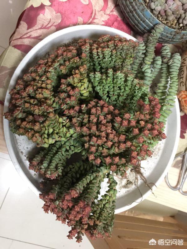 多肉乙女心图片:多肉钱串下面的叶子都干枯了，是什么原因？该怎么办？