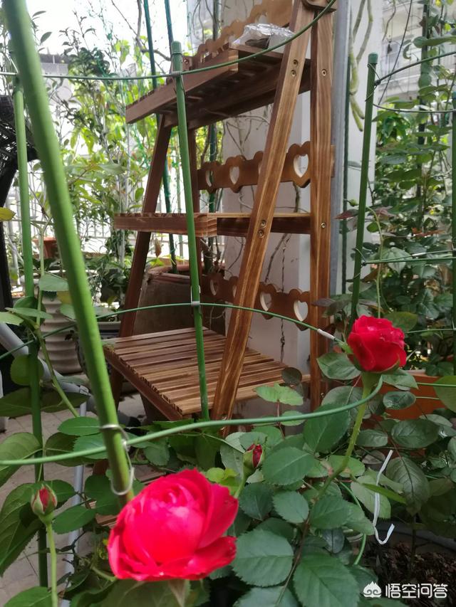 月季花的栽培与管理:春天到了~家里的月季该怎样管理呢？