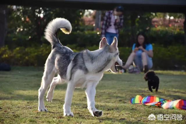 成都cku认证犬舍:朝九晚五的，合租但想养狗合适吗？