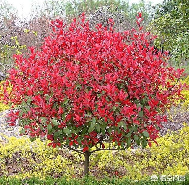 头条问答 红叶树有哪些种类呢 怎样种好红叶树 6个回答