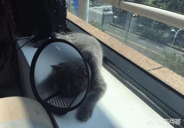 猫癣会传染大猫吗:#萌星人成长记#猫癣会不会传染给人？