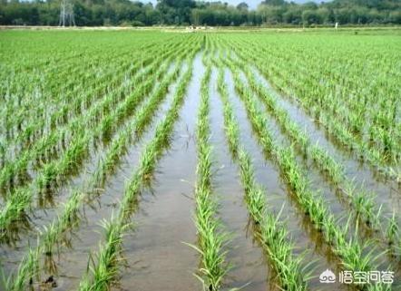 水稻旱育秧技术要点