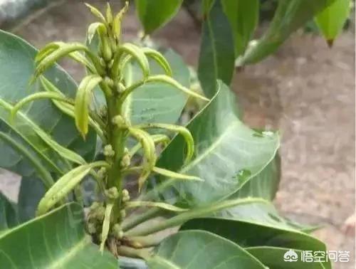 芒果怎么种植方法,芒果种植怎么样长得更快？