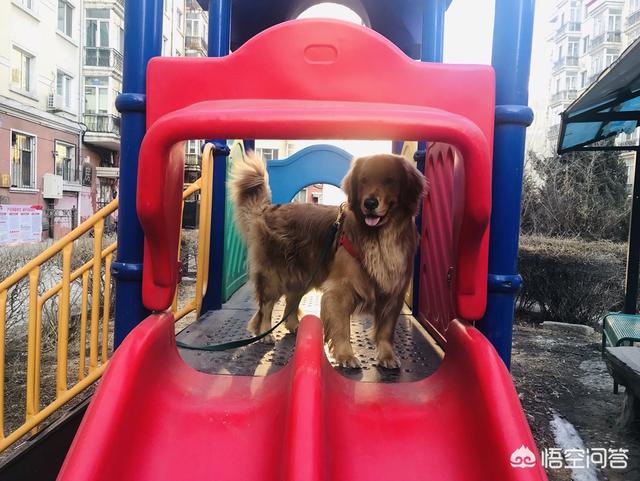 拉布拉多幼犬怎么养:不同阶段的拉布拉多犬该怎么照顾？
