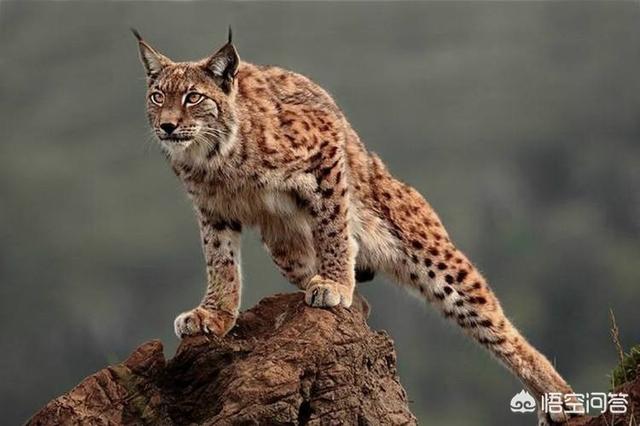 缅因猫与梨花猫的区别:这种属于缅因猫的哪一种啊？你怎么看？