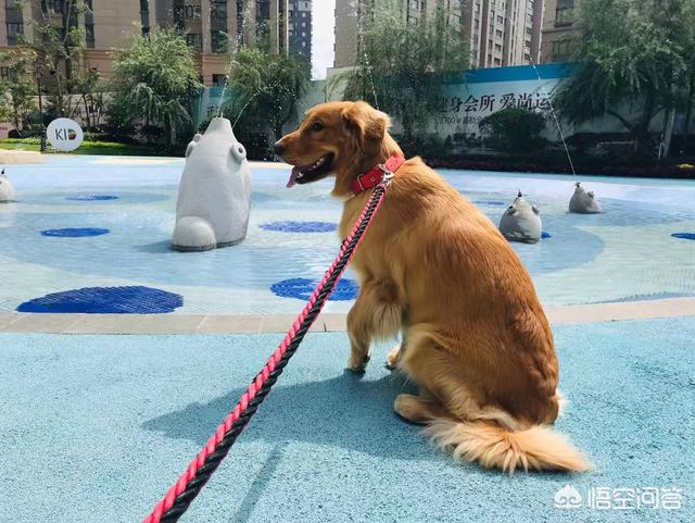 纽芬兰犬该如何护理:阿拉斯加和纽芬兰犬谁更适合陪宝宝？