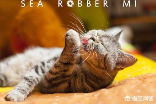 为什么晚上睡觉时猫咪总喜欢靠近自己的头，而且咕噜声还很大？插图59