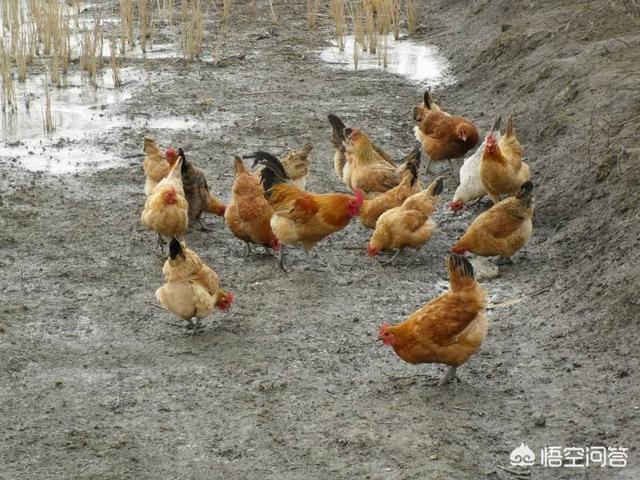 鸡患球虫病的症状:鸡拉红色粪便是怎么回事? 该如何治疗？