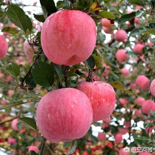 头条问答 - 富士苹果发扁是什么原因?(13个回答)