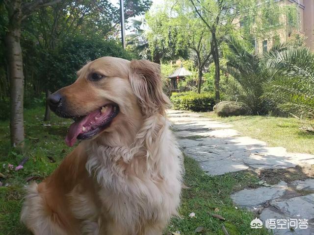 中国宠物运动会:宠物做运动的视频 2017年FCI亚洲杯犬赛暨上海宠物节是什么？