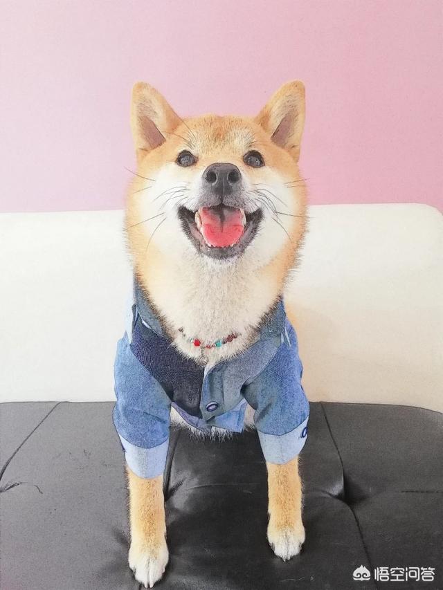 狗狗训练学校有用吗:训犬这个行业前景怎么样?好学吗？