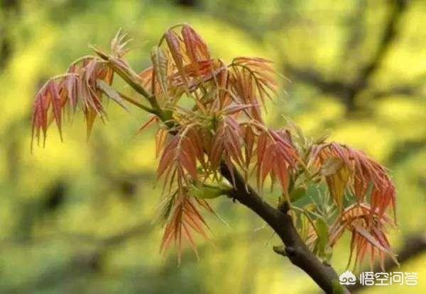 春暖花开,万物复苏,各种野菜也露出来了,大家都来说说这些年吃过的野菜有哪些？