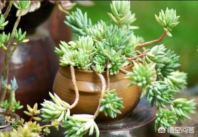 王玉珠帘图片:多肉植物千佛手怎么养谁比较懂？哪位网友晓得？