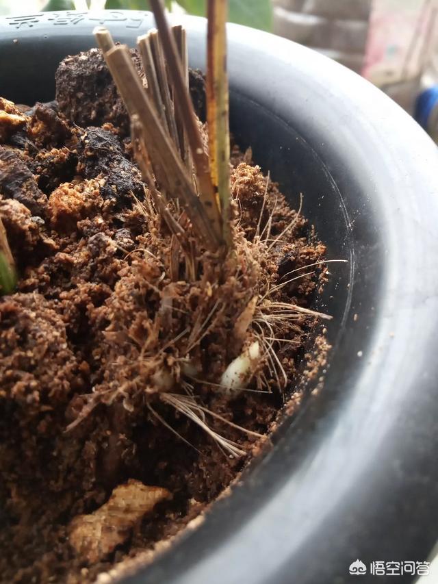 兰花老芦头用腐木屑可以捂出芽吗