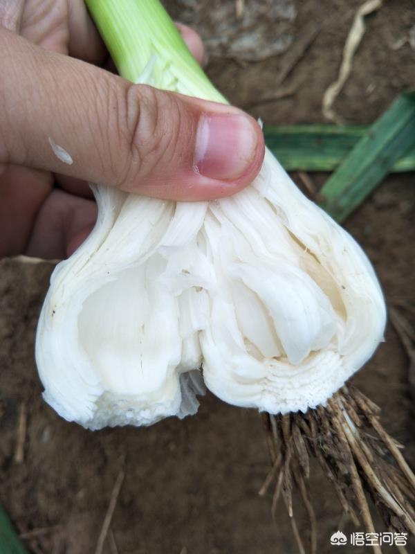 气包蒜怎么防治?