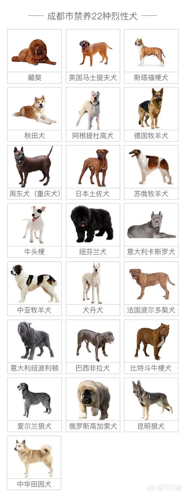 瑞士伯恩山犬种狗:世界上有哪些禁养的犬类，你害怕了吗？