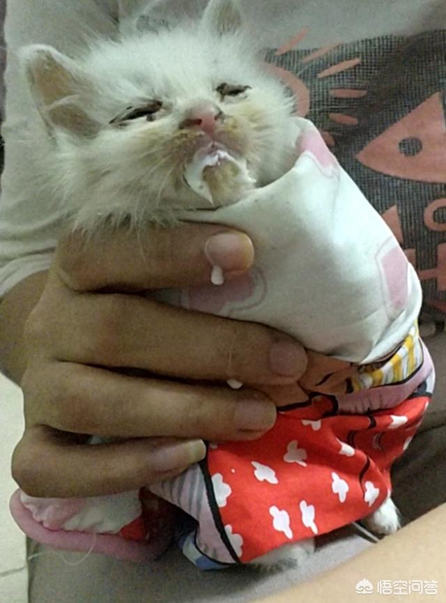 小猫吃什么可以代替猫奶:母猫不见了，只剩下还要吃奶的猫子，该怎么办？