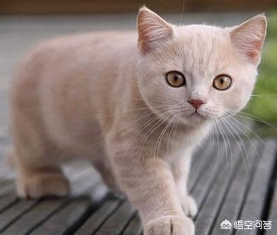 日本田园猫动画: 日本田园猫换了环境不熟悉不吃东西怎么办？