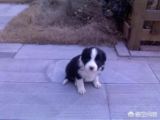 小边境牧羊犬如何训练大小便:怎么训练2个月的边牧定点上厕所？ 两个月大的牧羊犬怎么训练大小便