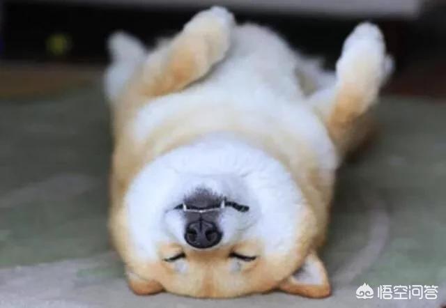 宠物小常识的微博:上班族要是养狗。白天          
        </div>
        <div class=