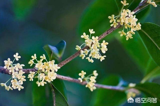 桂花树种子:桂花种子在河南可以种吗？