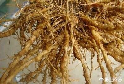 花叶芋根结线虫病:朱顶红叶子上了长白斑是什么原因？用什么药？