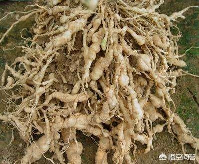 花叶芋根结线虫病:朱顶红叶子上了长白斑是什么原因？用什么药？
