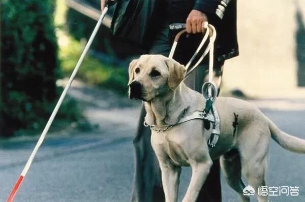 导盲犬小q高清壁纸:为什么导盲犬都好安静，没有了狗狗爱玩的天性？