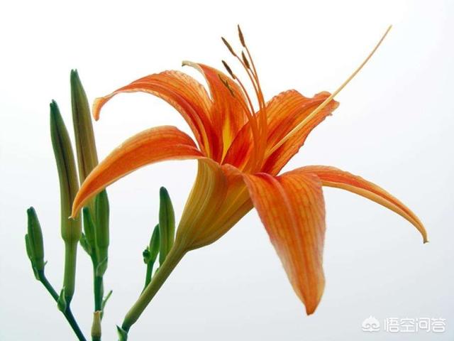 大花萱草哪个品种值得种植:大花萱草适合盆栽吗？需要怎么养护？