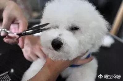 狗狗一个眼睛眼屎多:求助，为什么狗狗突然眼屎增多了，狗狗为什么那么多眼屎？